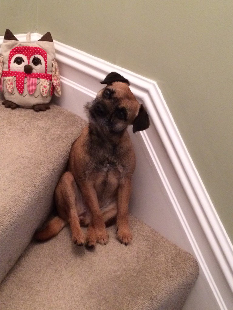 poppypegg's tweet photo. I no nunffink bout owls pawley eye! 🐧 https://t.co/AlY3204ohc