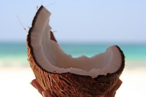 CoconutTeam's tweet photo. https://t.co/ulfOG6r3vP
