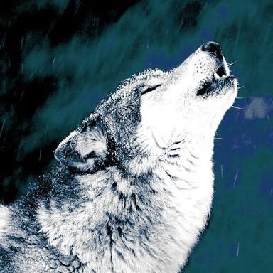 大雅 Taiga En Twitter 今日は 狼 の画像を探してた 狼が独りじゃない姿を初めて見た とても可愛い N 久々に おおかみ こどもの雨と雪 を観たくなった 体調不良が続く中 Junk Robotさんの 青い星 にハマりだした 画像はフリー検索 T Co