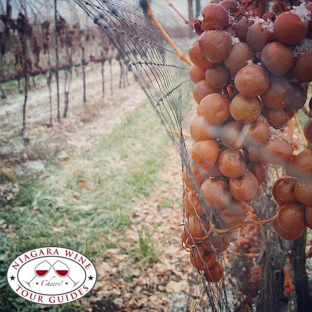 Come taste Niagara :) 
NiagaraWineTourGuides.com