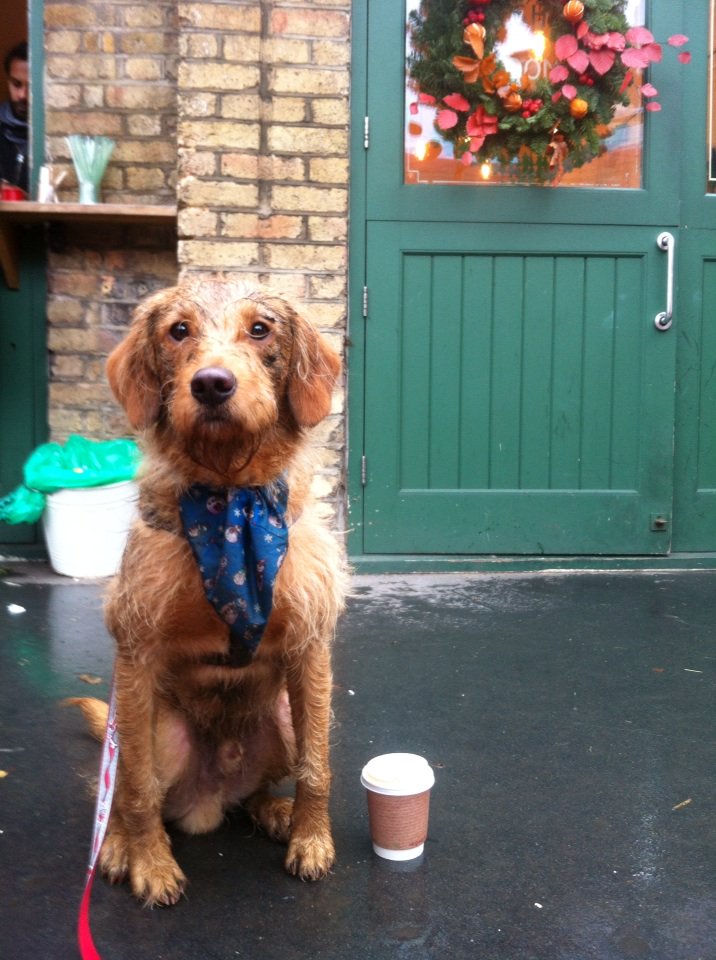 #HuntforCoffee and squirrels with <a href="/syrupjunkieuk/">Syrup Junkie</a>'s dog! <a href="/delidownstairs/">The Deli Downstairs</a> C:3 F:n/a A:4 Company:5