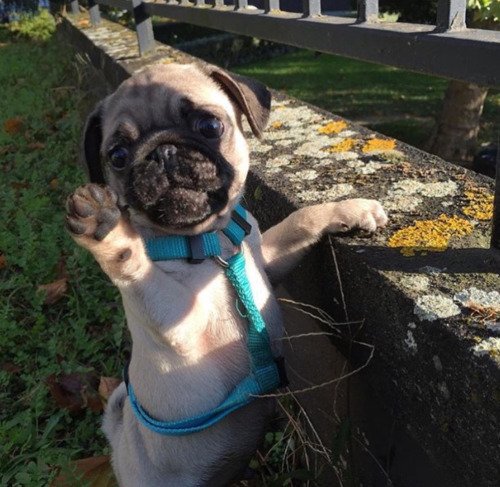 CutePicsOfPugs's tweet photo. https://t.co/9DngRNZo4g