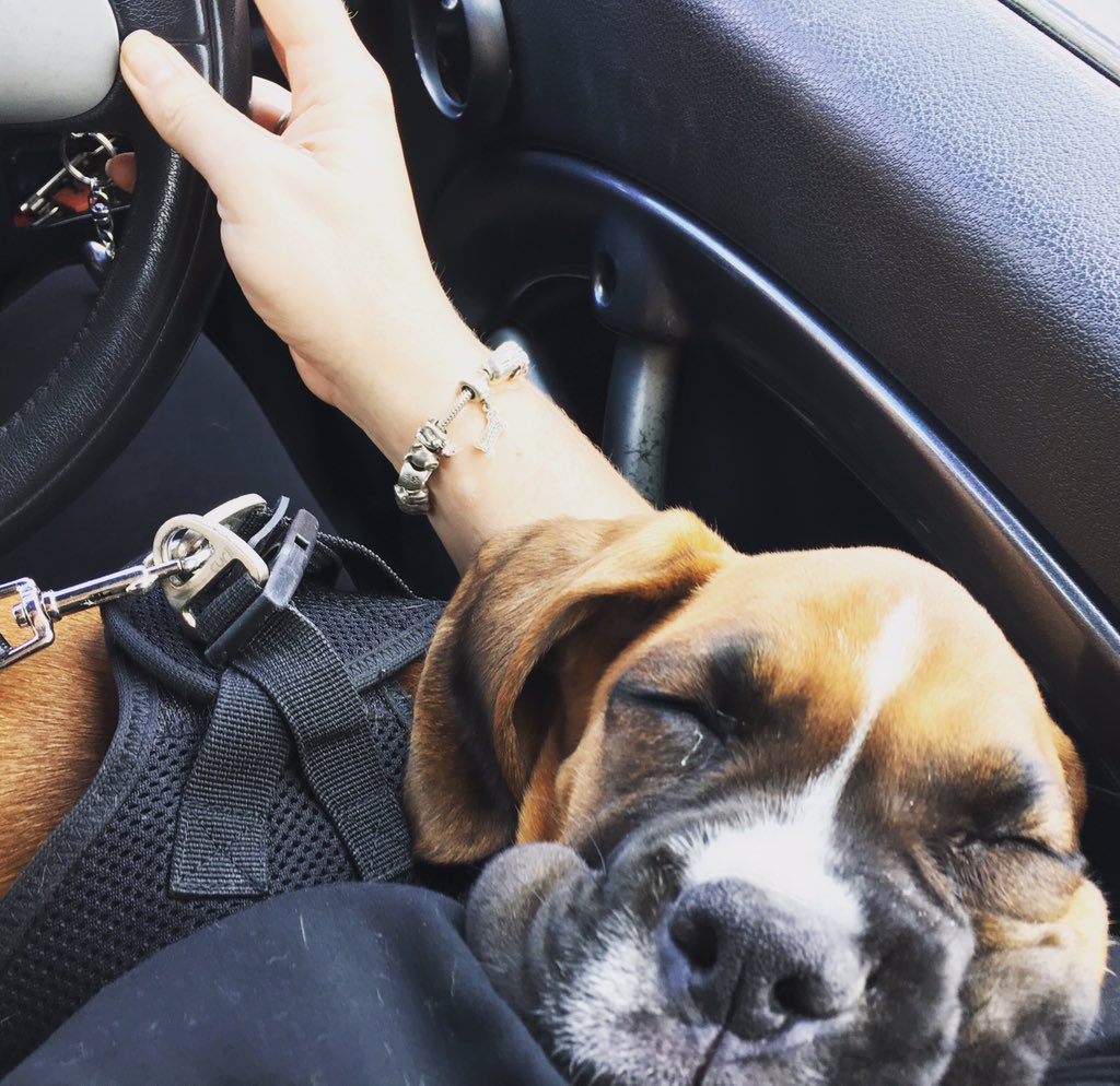 marelsb's tweet photo. Being cute is hard work Mom! Bone napping on my lap after a morning working at Spice Route. https://t.co/kkUxM34SUT