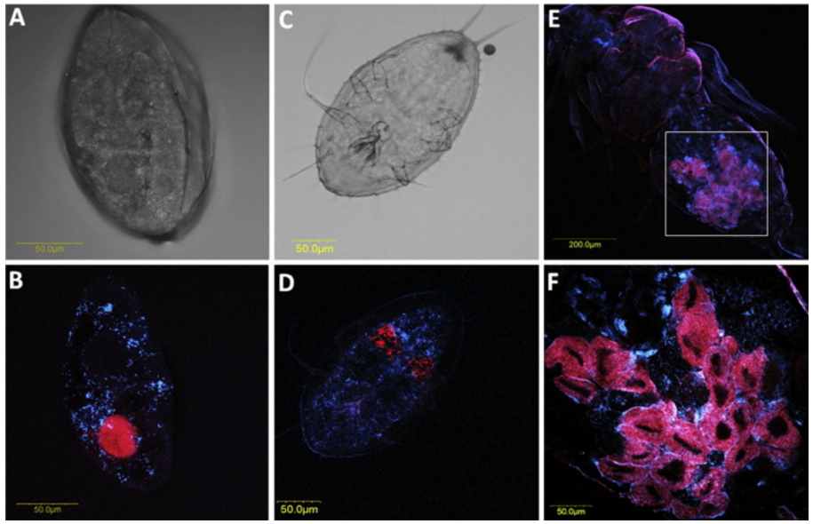 epub Orosius and the Rhethoric of History