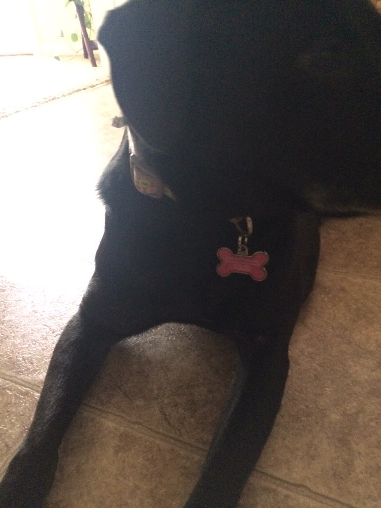 sbluvor's tweet photo. Got Jessie new collar and name tag https://t.co/Ei50OHcVUv