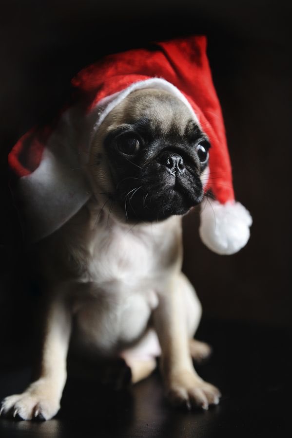 murphy_brynn's tweet photo. All I want for Christmas is a Pug😍🎄 @mckale34 https://t.co/Ivw7oota02