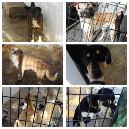 7) PFV,SABÉIS Q YO M CENTRO EN PODENCOS(NO DOY ABASTO CON +),XO EN #GESSER HAY MUCHOS PERROS!AYUDA,MATARÁN A MUCHOS!