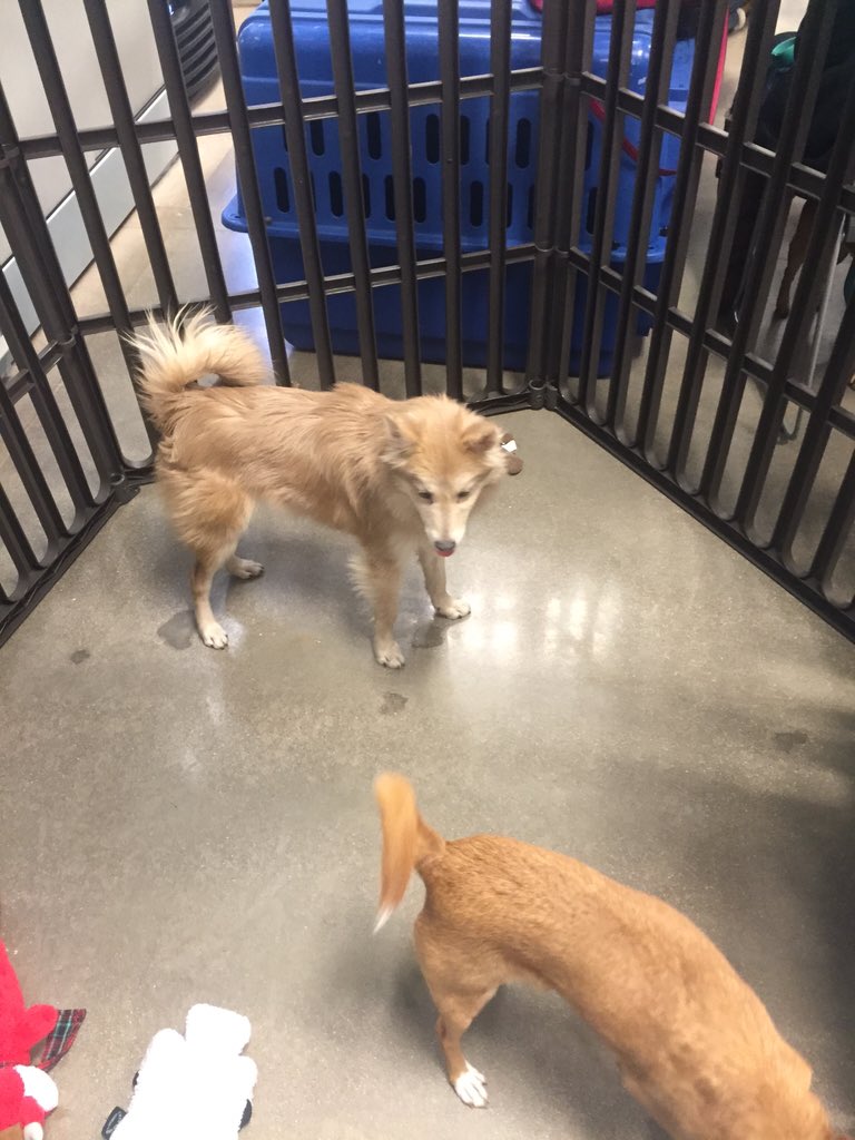 katklancke's tweet photo. First dog event at store 2569! https://t.co/bgVXuKIHrC