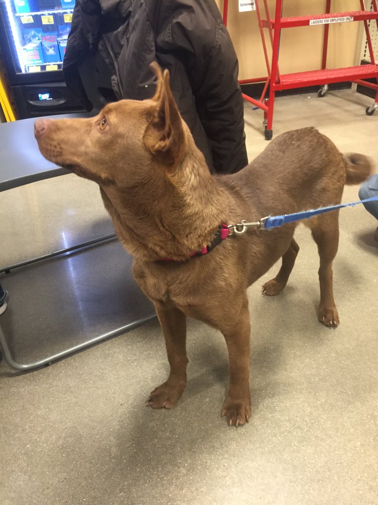 katklancke's tweet photo. First dog event at store 2569! https://t.co/bgVXuKIHrC