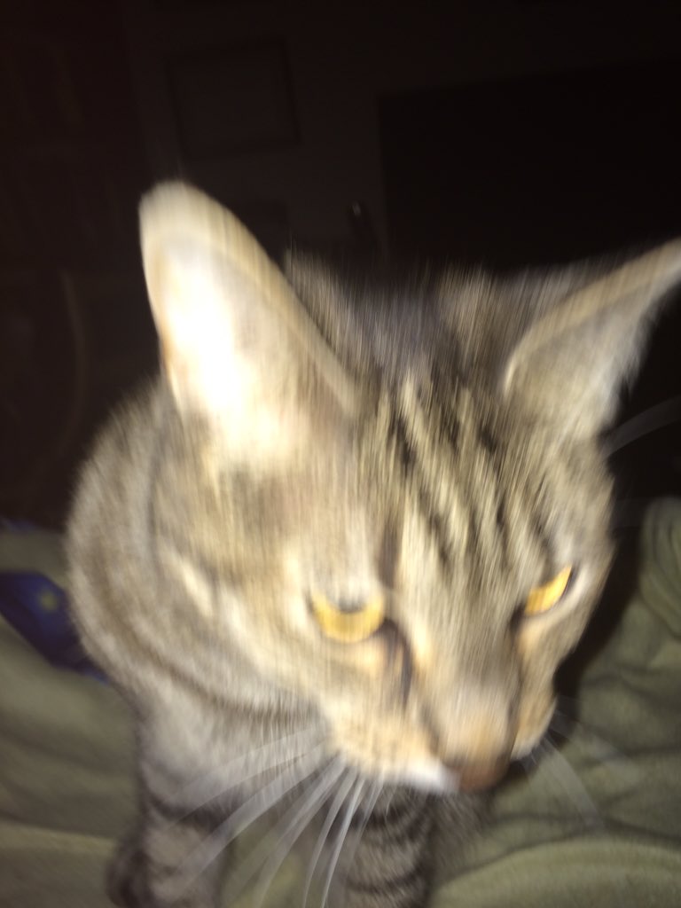 pynamus's tweet photo. ...a long few weeks of licking, eating, sleeping, crapping in box, &amp; meowing out for a little petting #comexmasbreak https://t.co/kpz44wnirb