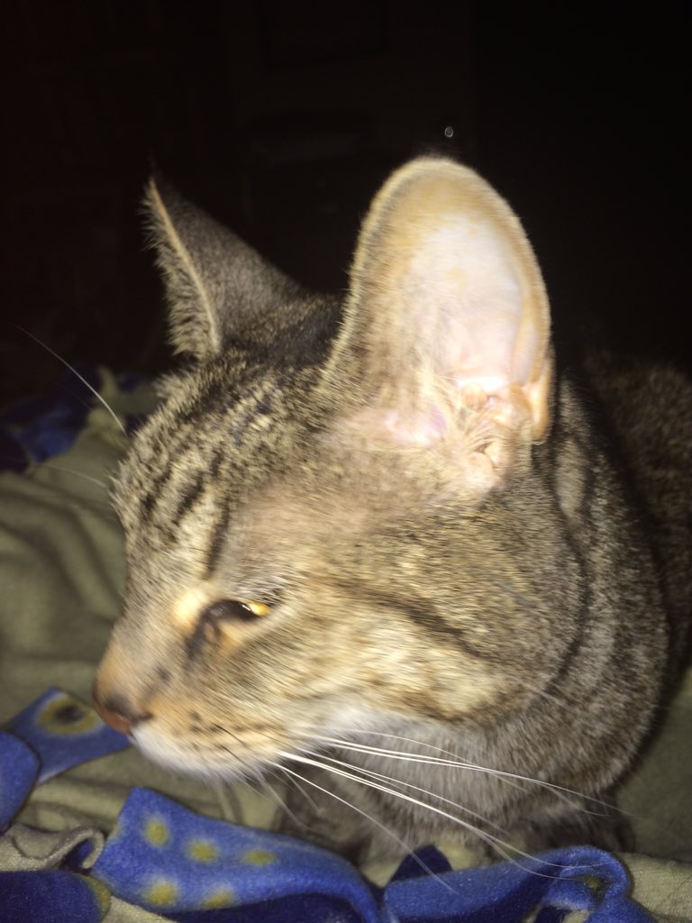 pynamus's tweet photo. ...a long few weeks of licking, eating, sleeping, crapping in box, &amp; meowing out for a little petting #comexmasbreak https://t.co/kpz44wnirb