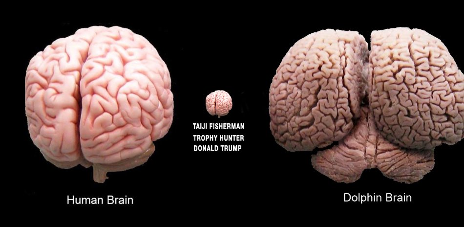 _AnimalAdvocate's tweet photo. Stupid #humans vote for ignorance like it'll be their saviour.
#Intelligence destroys #ignorance so they hate it. https://t.co/gAUXi3arZf