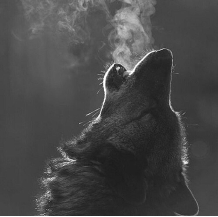 MargrethKnight's tweet image. I can see the glow from the window 💀👽