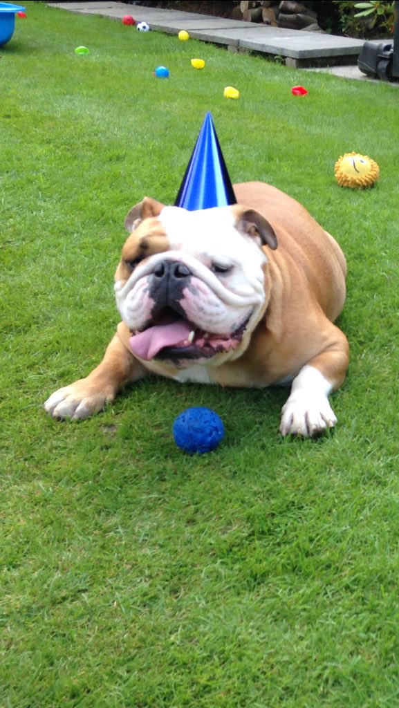 KiraTylerBully's tweet photo. Happy 5th birthday to this naughty pooch Tyler! #bday #celebrate #5yrsold 🐶🎊🎈🎉 https://t.co/m4XQH3FVOW