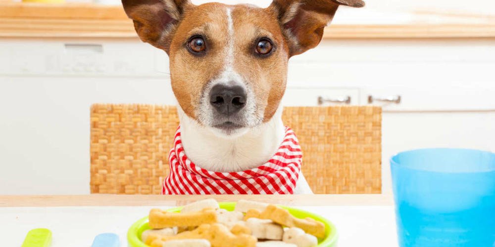 CocinayVino's tweet photo. ¡No lo creerás! En Bilbao ofrecen un local de comida para perros https://t.co/wUb0xIgeZl https://t.co/oG0pHCiehS