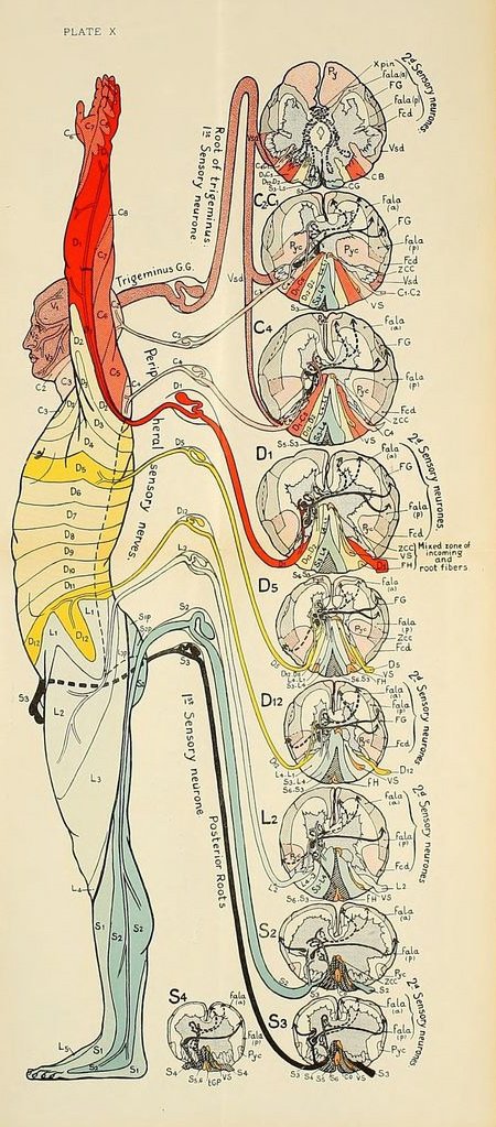 cateterdoblej's tweet photo. Grabado sobre el sistema nervioso de 1915 #HistoriaMedicina https://t.co/4V66IXOm2j