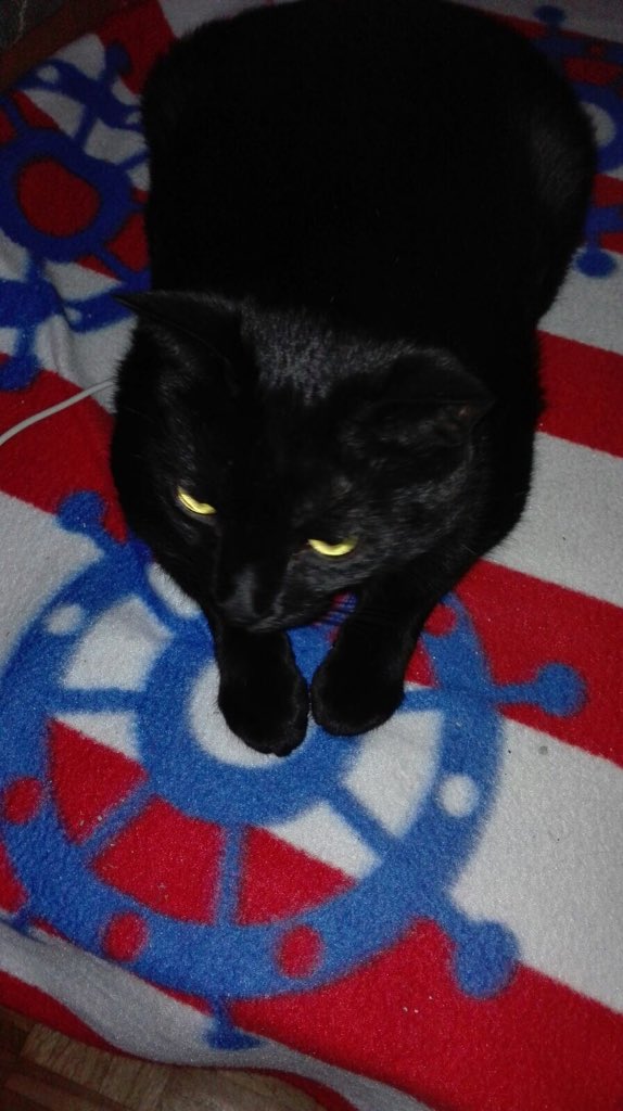 C: Ich halte das Steuer der in den Pfoten😉