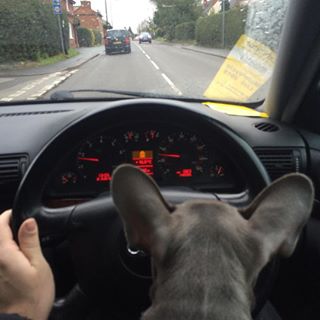Frenchie_Cute's tweet photo. They see me cruising... #B5Crew #FrenchBulldog https://t.co/8mbMRoaYfJ https://t.co/XYQy9CBQPt