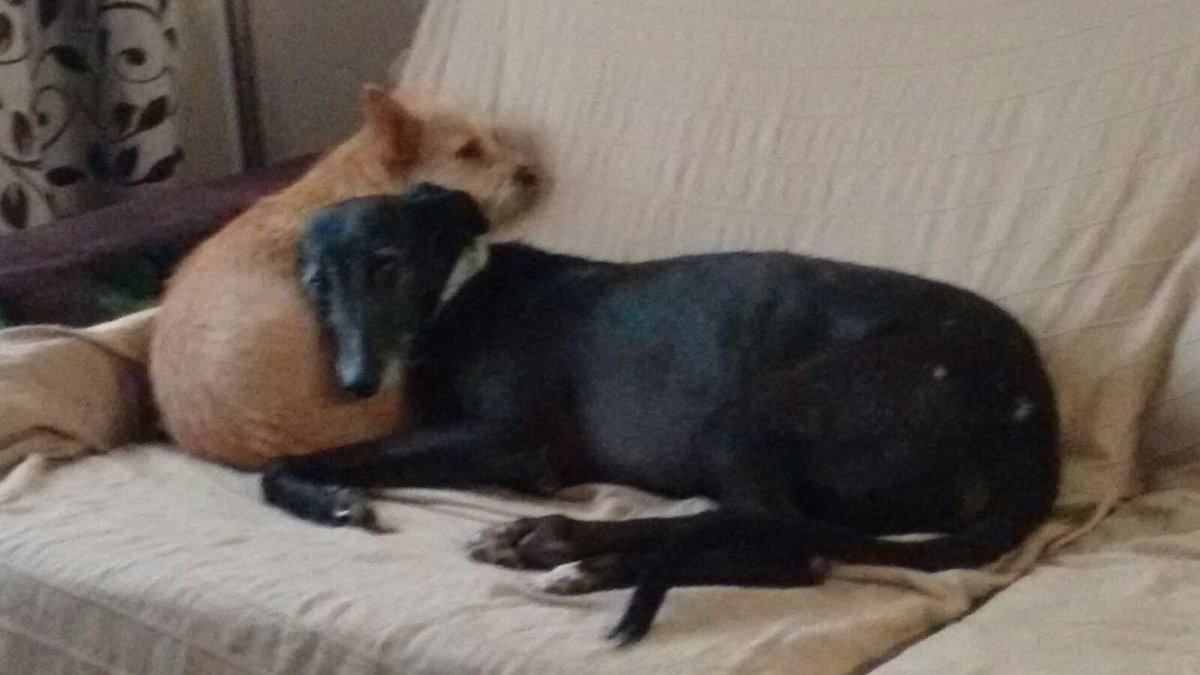 IsabelACaldera's tweet photo. #SOSBernat, que sufrimiento meter perros en casa. Mejor atados en el campo, right? https://t.co/BfYDv097AF