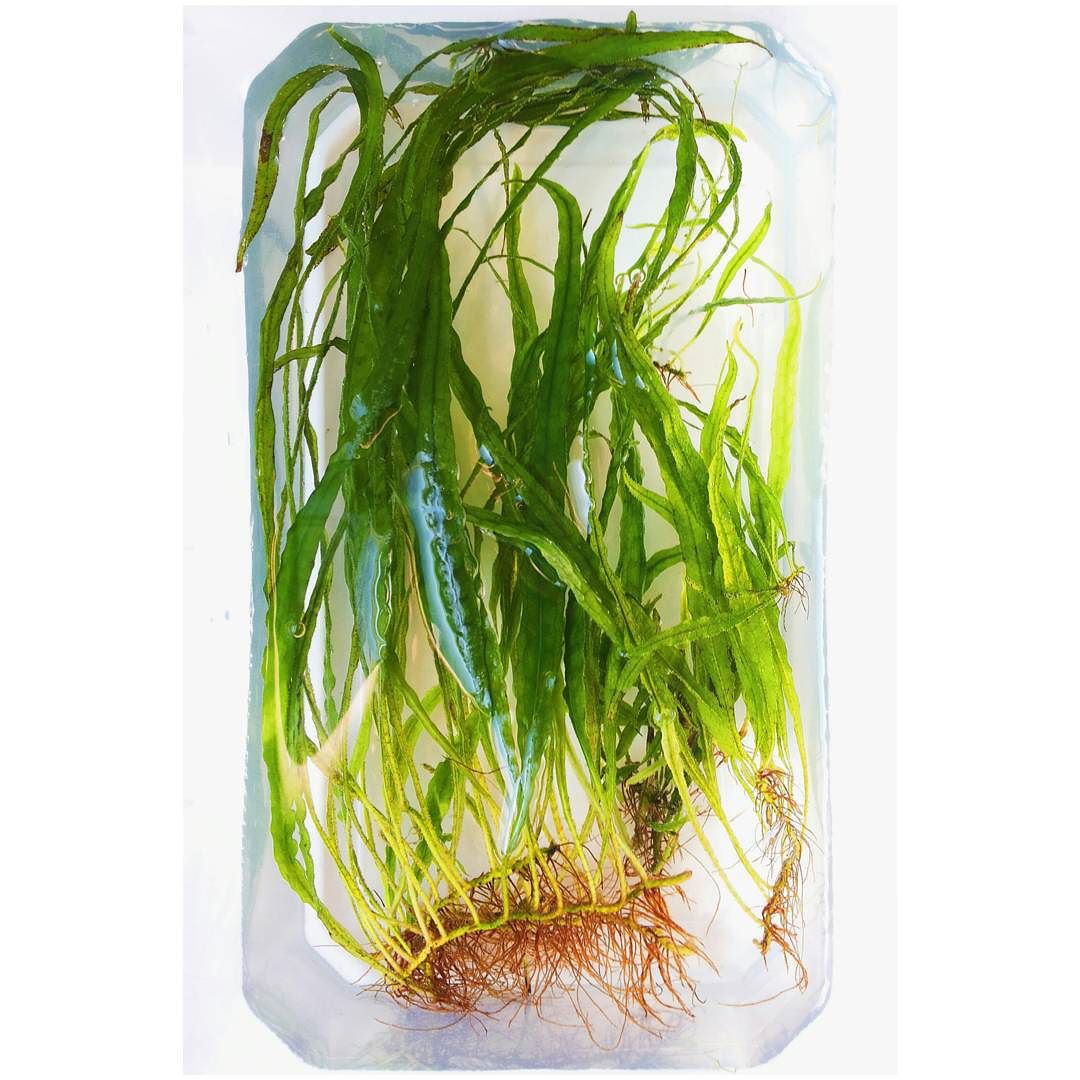 Pysgod_'s tweet photo. Microsorum pteropus 'Narrow Leaf' #microsorum #microsorumnarrow #microsorumnarrowleaf #narrowleaf #narrowleafjavafe… https://t.co/2bM5wBDsTH