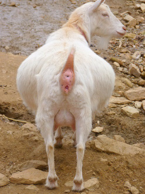 thi gays hot jocks having gay sex videos