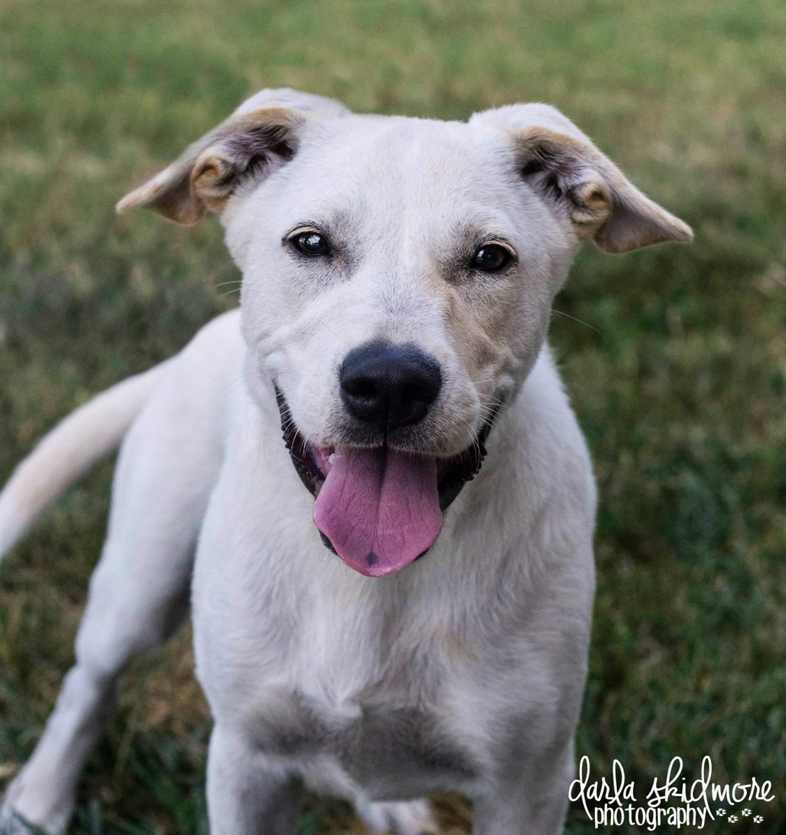 C2CNDrescue's tweet photo. Our dogs are hanging out today at Petsmart Concord &amp; Cornelius from 10-2. Come get some puppy love! #adoptadog https://t.co/nhtM1toOLb