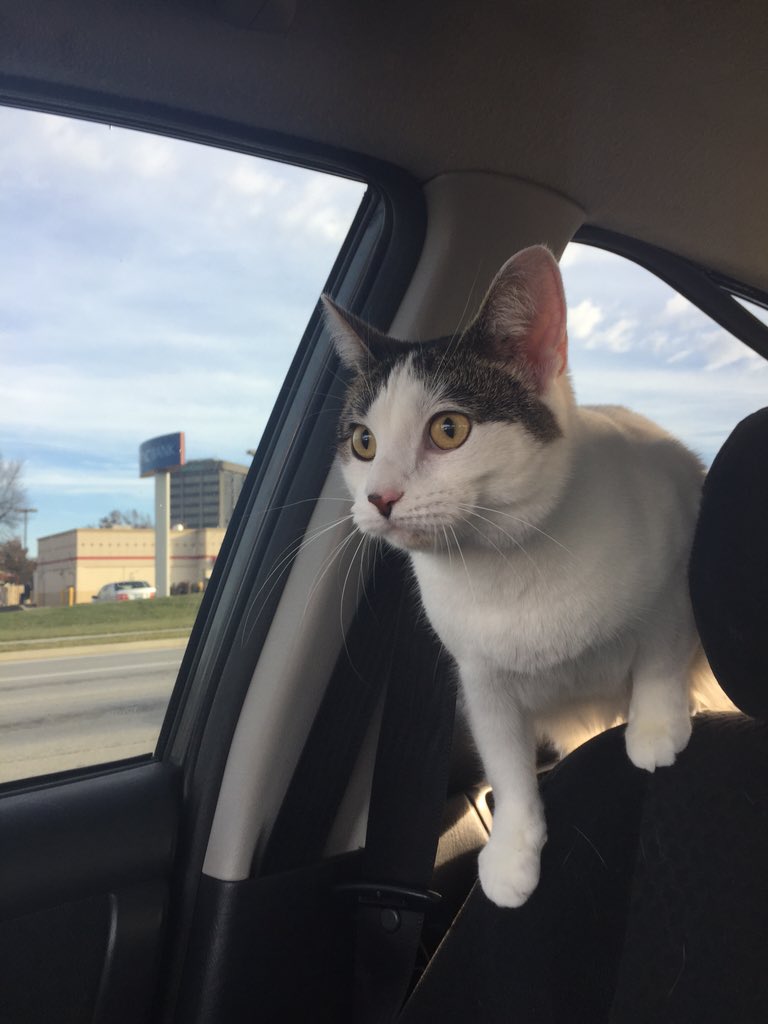 BritzCatz's tweet photo. Road trip!!! #caturday https://t.co/MMBuqnBoej