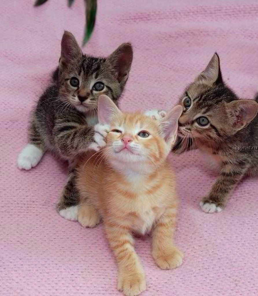 Смешные картинки котят без надписей