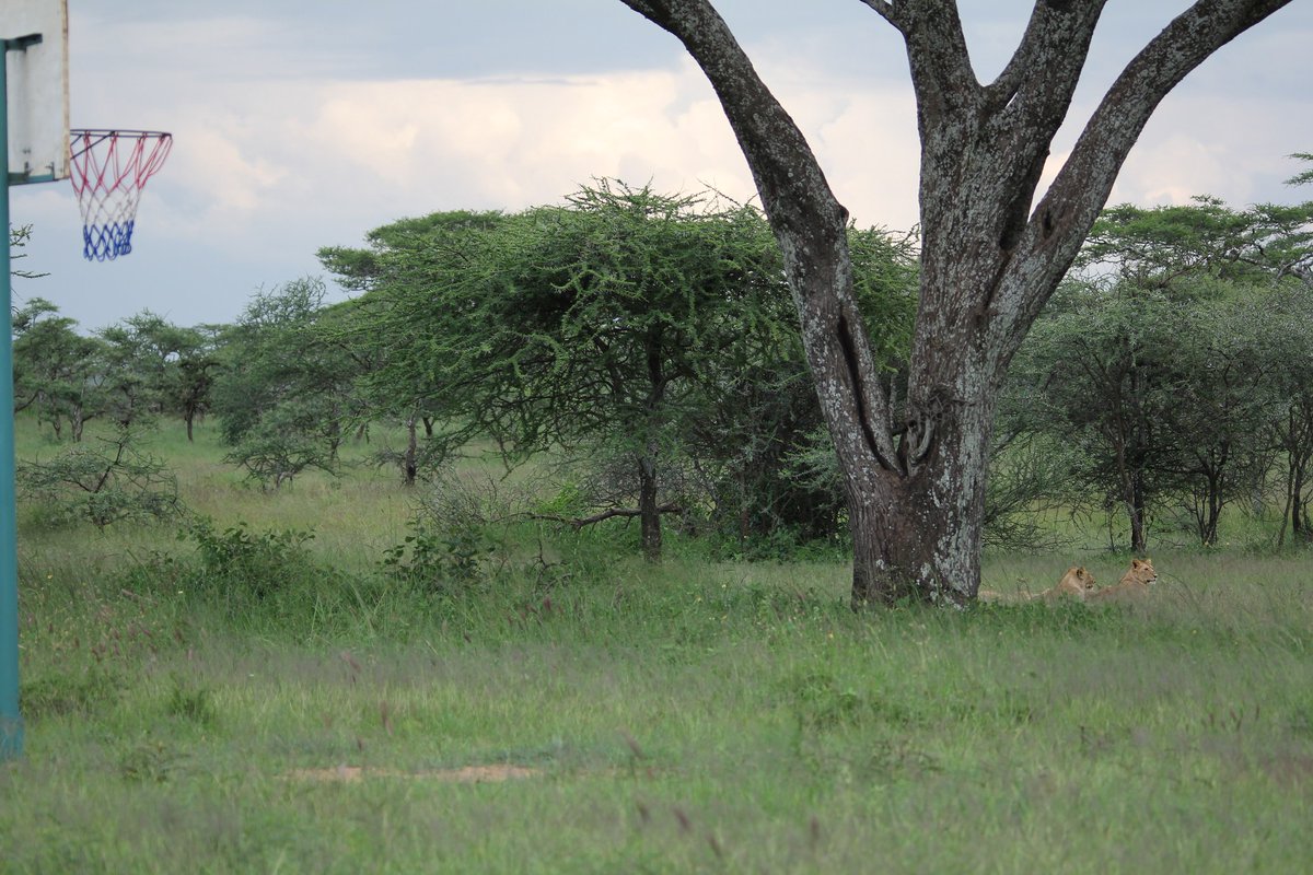 AnneWHilborn's tweet photo. This is why we don't play sports in #Serengeti https://t.co/IsGkqpVWcO