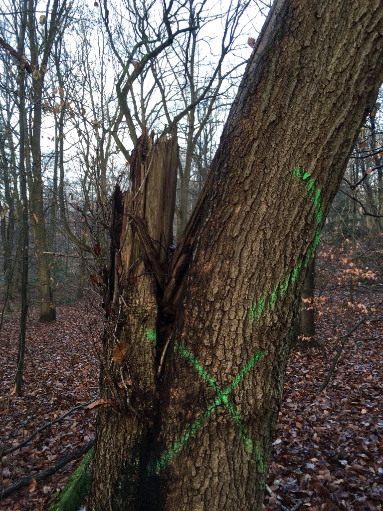 ROAVR_enviro's tweet photo. Another rainy day and another #treesurvey @UPMTilhill https://t.co/7nPHaUZYr1