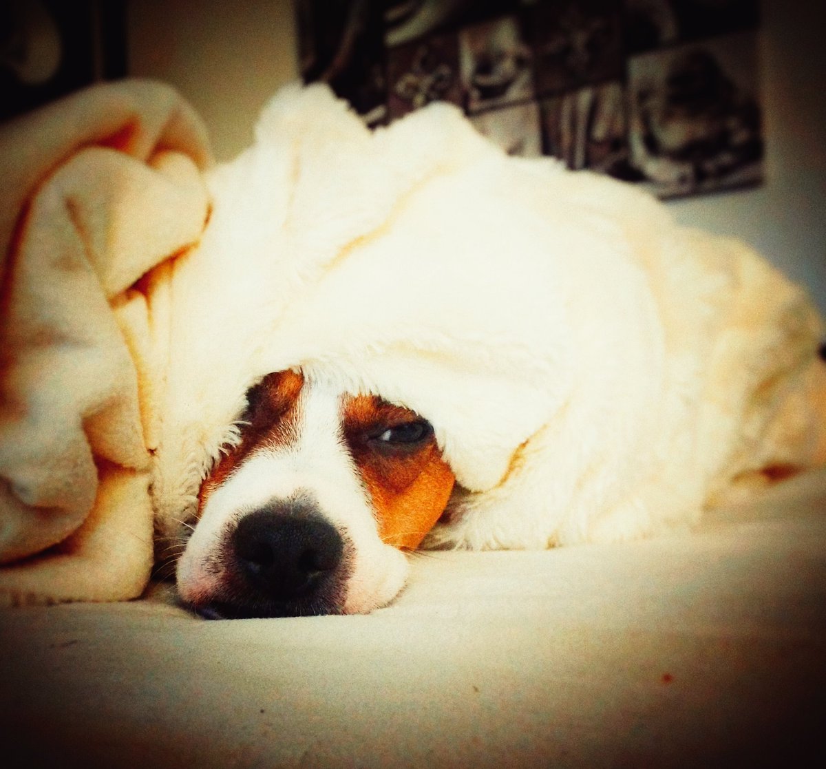 dimarsit's tweet image. Good morning, still early 😁 #dog