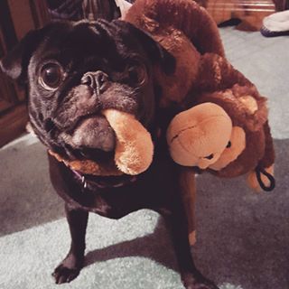 Joy_PhotoCam's tweet photo. Don't just stand there woman! Help me!
#pug #thatdamnmonkey #booboo #saturdaymorningfun https://t.co/HIdqF8fEAz https://t.co/TV2OGyCPXw
