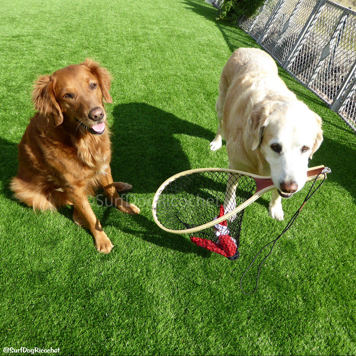 SurfDogRicochet's tweet photo. We don't go fishing... we go catching! #elfontheshelf #elf #elfie #elf2015 #dogs #dogsoftwitter https://t.co/ADXawdmqGR