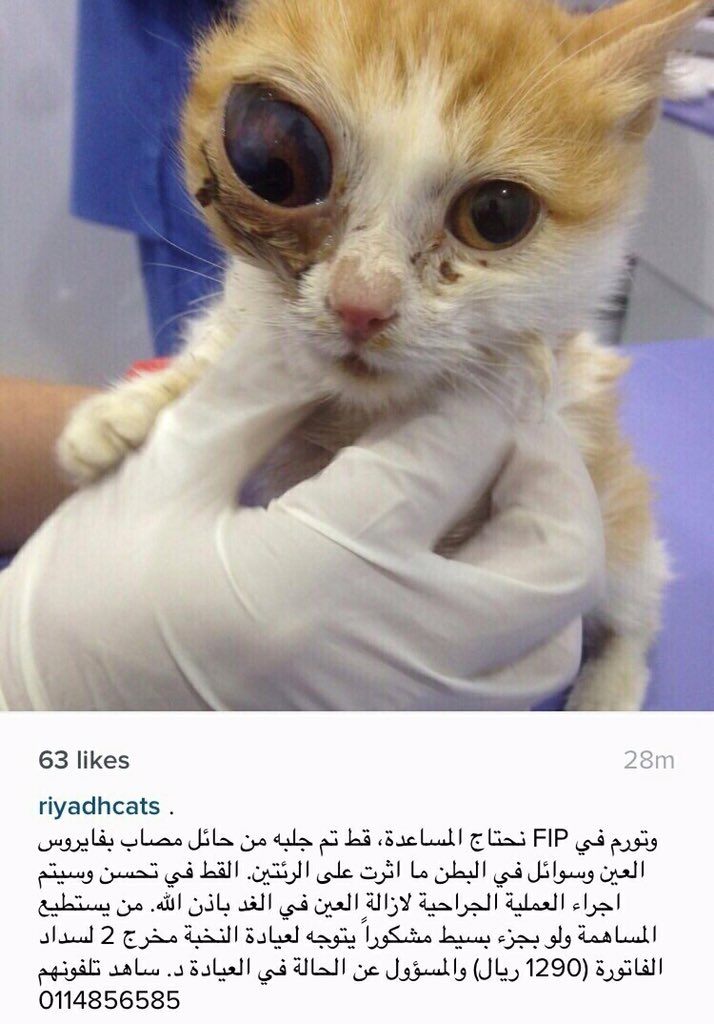T4LION's tweet photo. Help this poor kitty :( 💔 #Riyadhcats https://t.co/8KGqB54csv