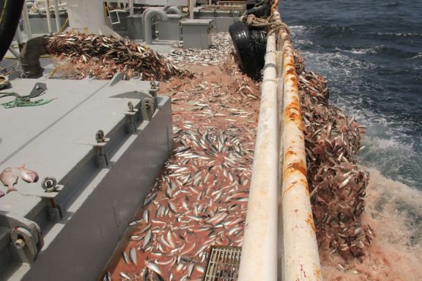 Seasaver's tweet photo. .@StopSupTrawlers & we've absolutely no idea how much of this they may be doing. #bycatch #highgrading @simoncoveney https://t.co/PgnjhNtSfg