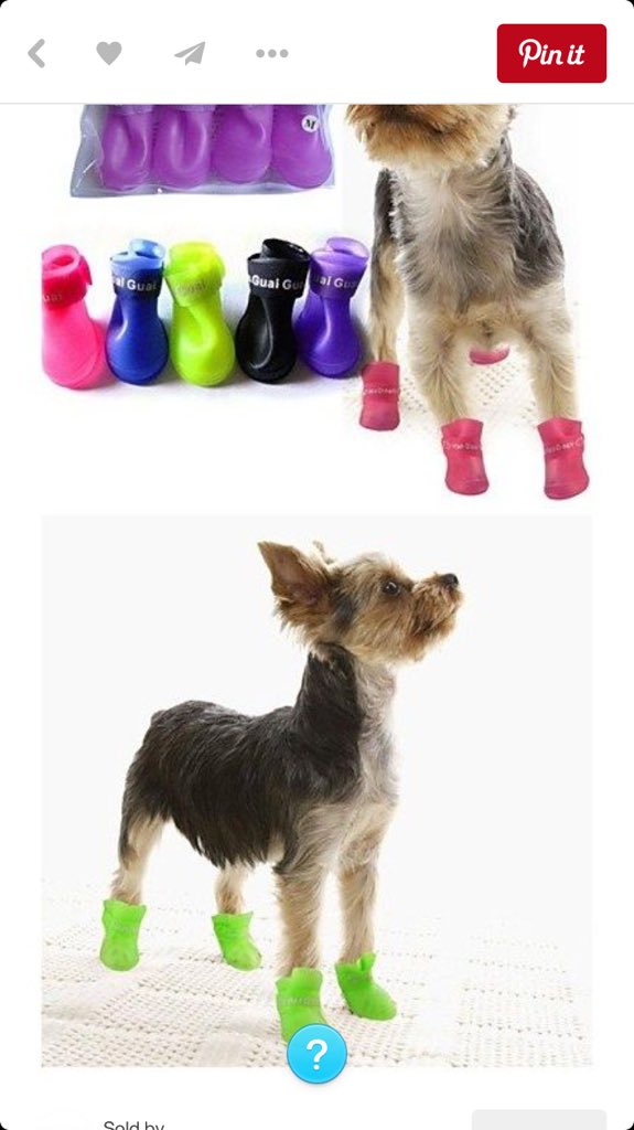 DropItLoGirll's tweet photo. I feel sick for wanting to get this for my puppy. https://t.co/EFbvSjTWJb