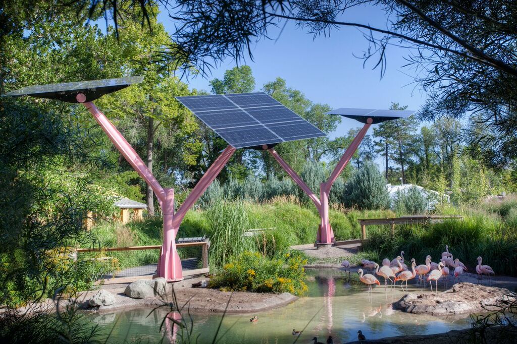 SpotlightSolar's tweet image. You might wonder why those #flamingos are so big, don't be alarmed. They are just #solartrees!