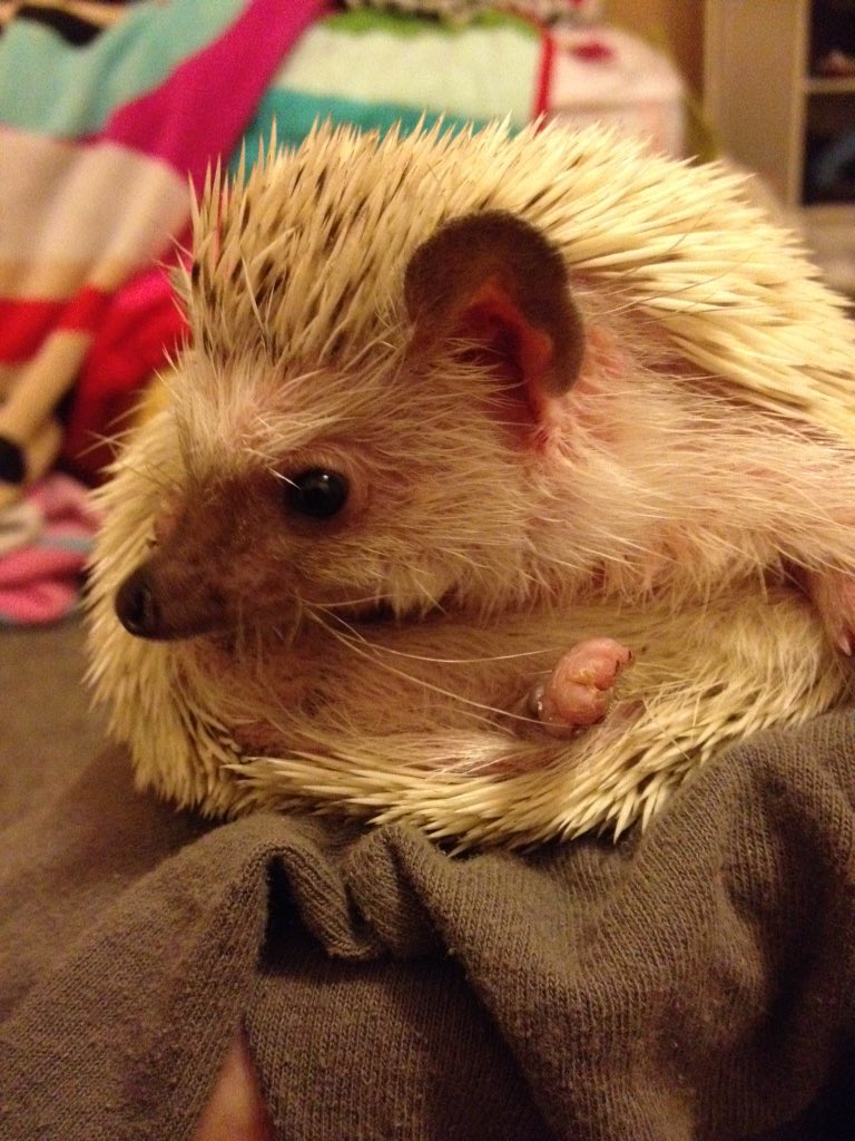 GalliGillyPuff's tweet photo. hello Twitter! I have a hedgehog! his name is Quilbur and I love him v much(he's all over my fb). https://t.co/2SnXiyTBat