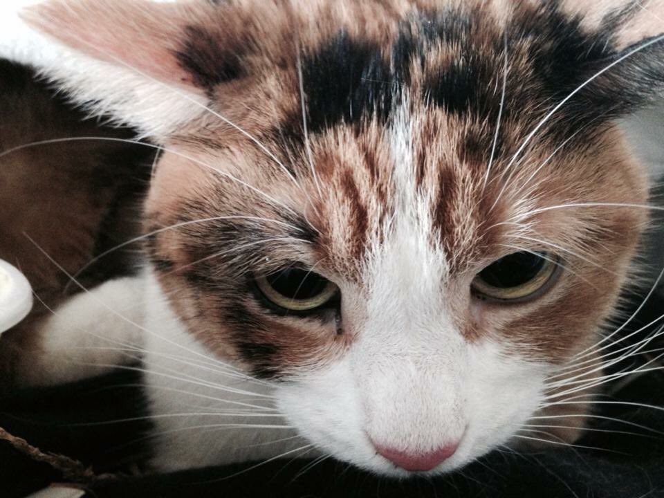 aredhel__'s tweet photo. #kittytime #angryluna #P4A2015 https://t.co/k0TZn9zSaD