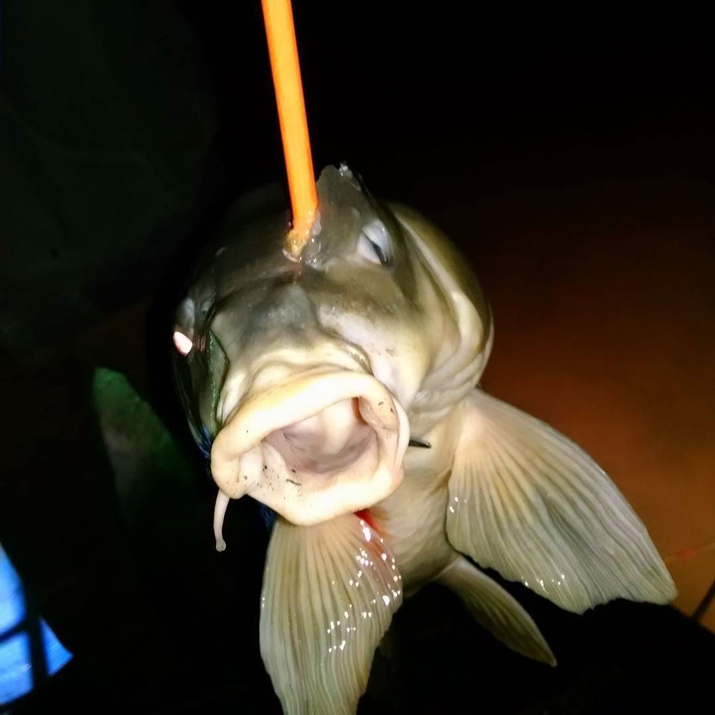 Bowfish247365's tweet photo. Fan Photo Submission by: overkill_bowfishing > In the face!! #overkillbowfishing #amsbowfishing #psebowfishing #one… https://t.co/1XPFfXRYVT