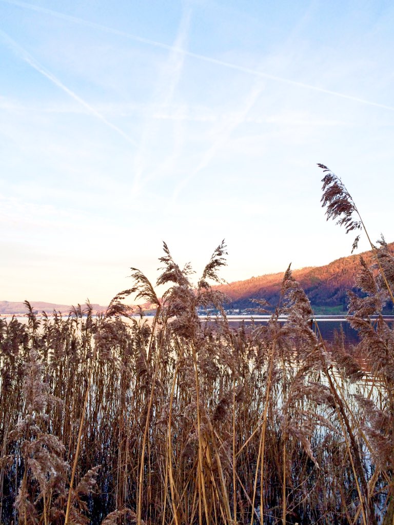 Zahnpastalachen's tweet photo. Nachmittagstour - oben kühl verwindet & unten raus gebissen... Fettverbrennung geglückt! ;) Rigi+ #runhike https://t.co/zLvEHivixx