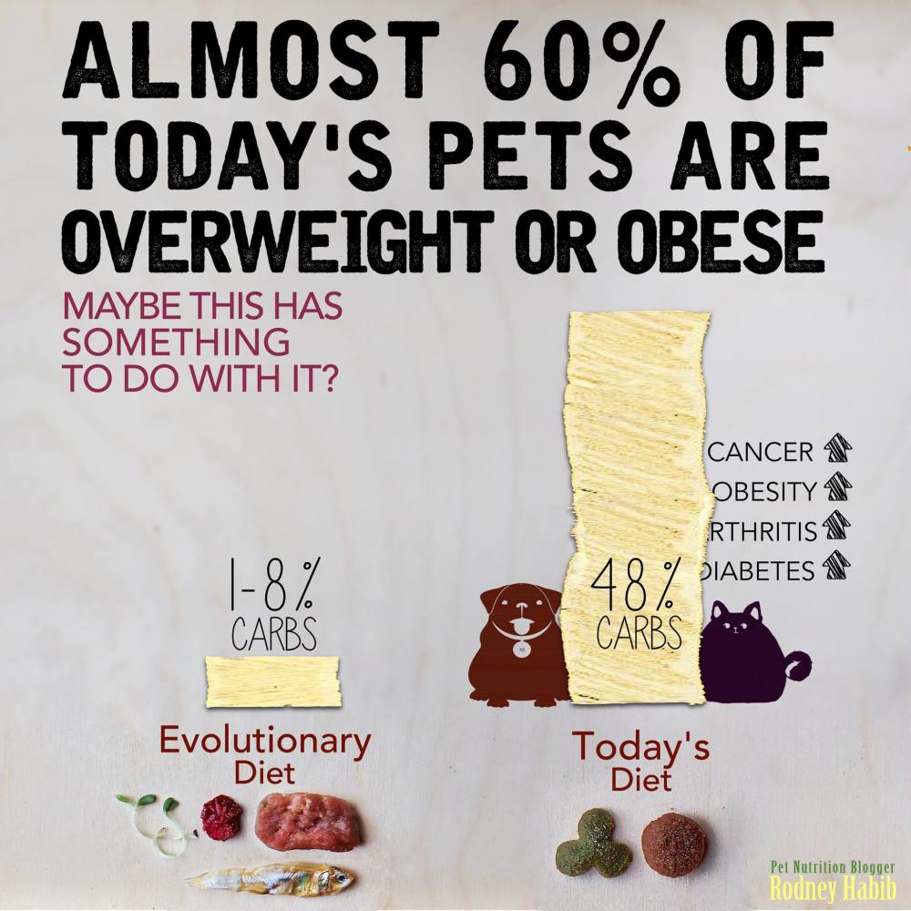 RelaxInSoBe's tweet photo. TheeInsidePoop: Almost 60%! That's insane! #miamibeachdogs #miamibeach #southbeachdogs #pets #healthypets #miamido… https://t.co/KMgobyeYGV