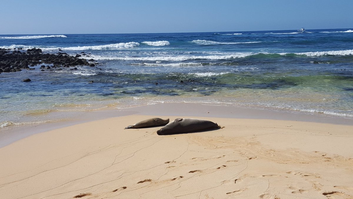 Smammals's tweet photo. Also, monk seals! https://t.co/CyJ8tfqWFK