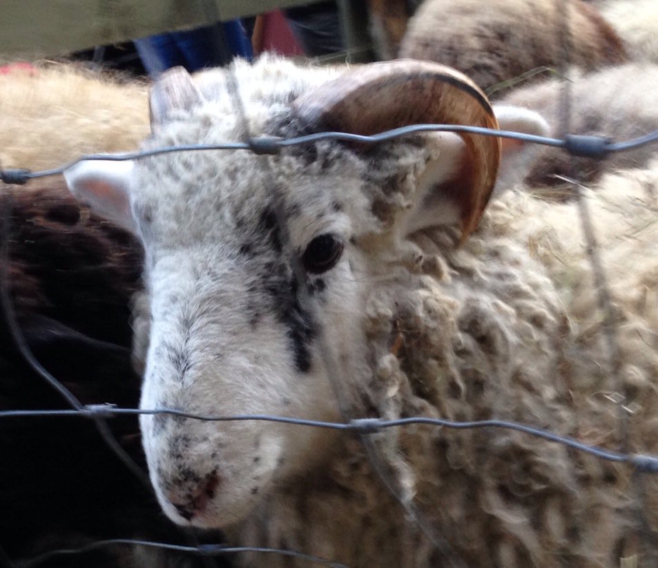 quiltscapes's tweet photo. I have a crush on Atticus - what a handsome boy! #sheepover https://t.co/34DIDWAMAb