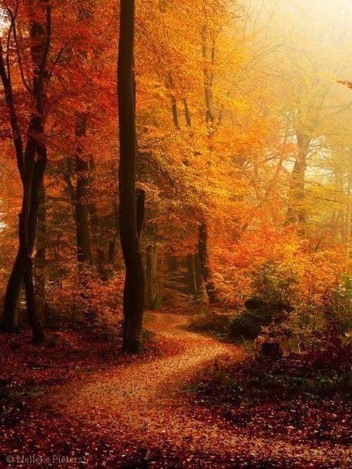 kytndrheart's tweet photo. #walkinforest https://t.co/coLweQls76