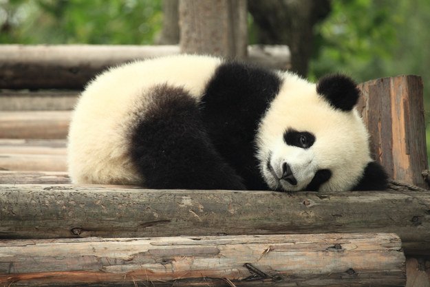 thisdotrocks's tweet photo. Pandas make the world go round. #thisdotrocks #pandasdotrocks https://t.co/ij4aAN6fVq https://t.co/ggLcwfrkIg