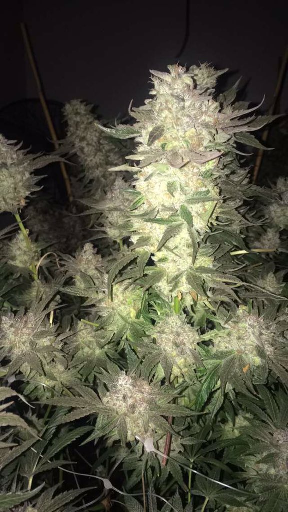 MisssAshley420's tweet photo. #dank #topshelf #transparentfarming #justicegenetics #gethigh #growyourown #homegrown #cannabis #herbaluprising https://t.co/pxjlfcqufa