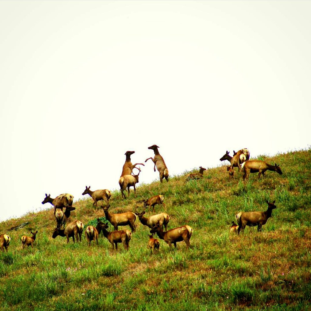 BassProShops's tweet photo. Fist bump! 
Photo: Twisselman Ranch https://t.co/LIfkKJh5KL