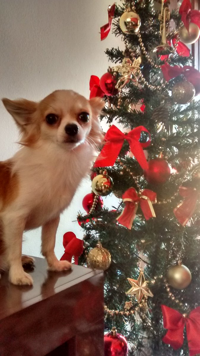 crspenter's tweet photo. feliz natal https://t.co/NEQlL7Ri7J