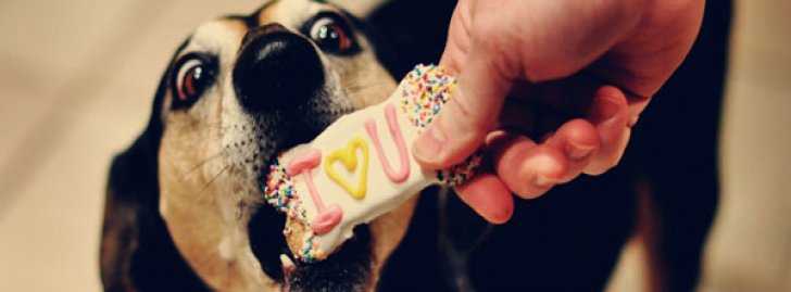 Ranchokan's tweet photo. La hora de comer es tal vez el momento favorito de nuestros perros, a que hora comen hoy? https://t.co/INuiQW4V0V https://t.co/Vvbm84b7zv